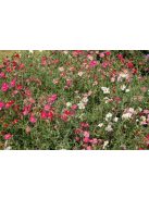 Molyhos napvirág / HELIANTHEMUM nummularium f. mutabile 