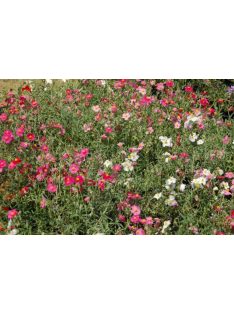 Molyhos napvirág / HELIANTHEMUM nummularium f. mutabile 