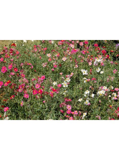 Molyhos napvirág / HELIANTHEMUM nummularium f. mutabile 