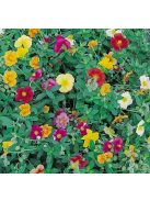Molyhos napvirág / HELIANTHEMUM nummularium f. mutabile 