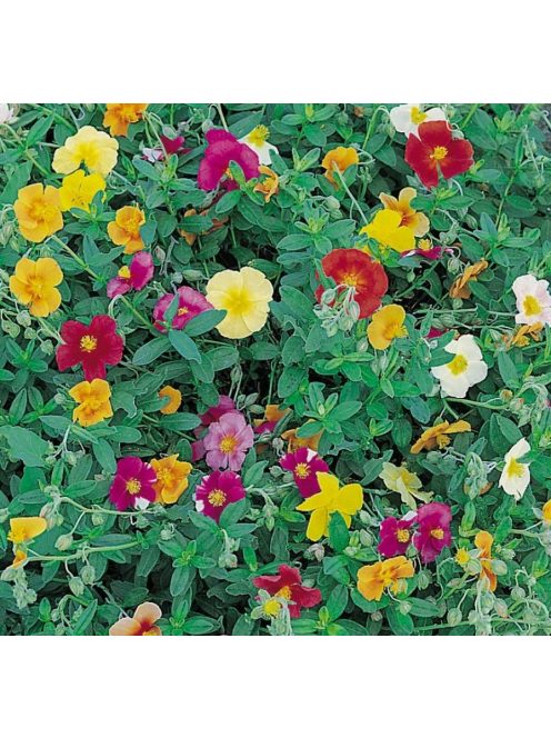Molyhos napvirág / HELIANTHEMUM nummularium f. mutabile 