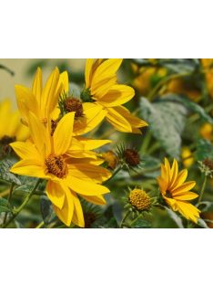 Maximilian napraforgó / HELIANTHUS maximiliani 