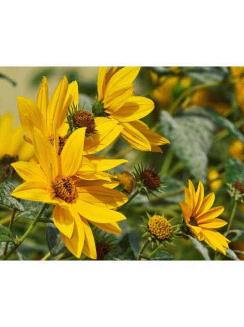 Maximilian napraforgó / HELIANTHUS maximiliani 
