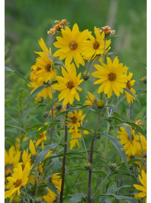 Maximilian napraforgó / HELIANTHUS maximiliani 