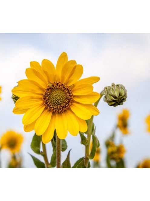Lágylevelű napraforgó / HELIANTHUS mollis 