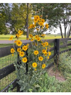 Lágylevelű napraforgó / HELIANTHUS mollis 