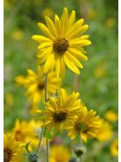 Lágylevelű napraforgó / HELIANTHUS mollis 