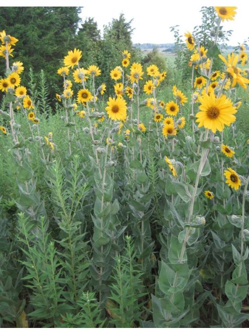 Lágylevelű napraforgó / HELIANTHUS mollis 