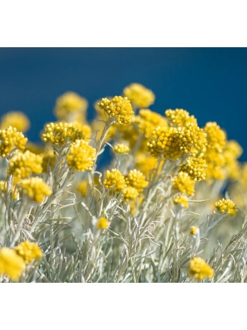 Olasz szalmagyopár / HELICHRYSUM italicum 