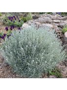 Olasz szalmagyopár / HELICHRYSUM italicum 