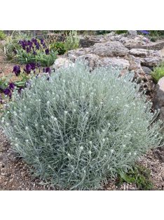 Olasz szalmagyopár / HELICHRYSUM italicum 