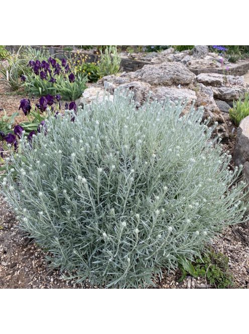 Olasz szalmagyopár / HELICHRYSUM italicum 