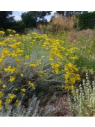 Olasz szalmagyopár / HELICHRYSUM italicum 