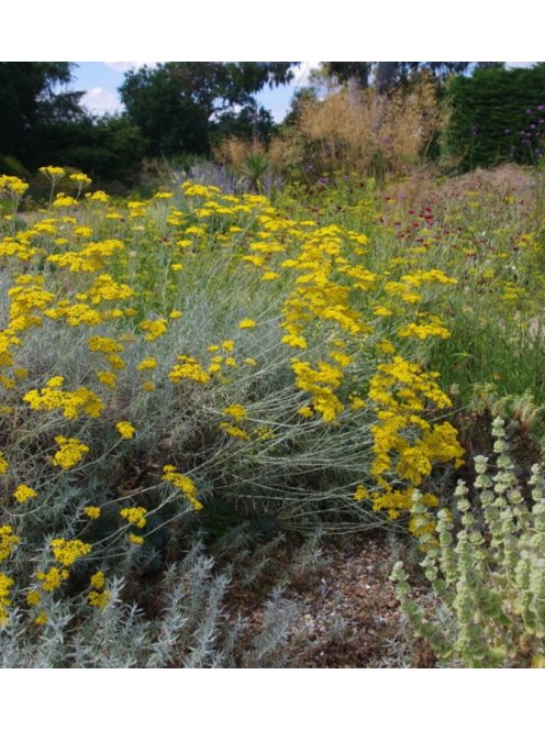 Olasz szalmagyopár / HELICHRYSUM italicum 