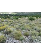 Olasz szalmagyopár / HELICHRYSUM italicum 