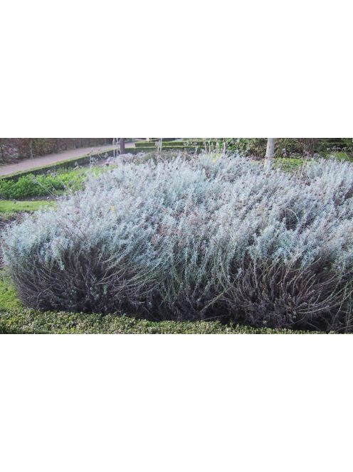 Olasz szalmagyopár / HELICHRYSUM italicum 