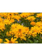 Érdeslevelű napszemvirág / HELIOPSIS helianthoides var. scabra 'Prima Ballerina'