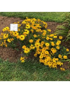   Érdeslevelű napszemvirág / HELIOPSIS helianthoides var. scabra 'Prima Ballerina'