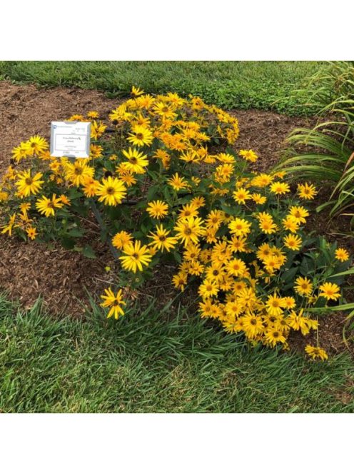 Érdeslevelű napszemvirág / HELIOPSIS helianthoides var. scabra 'Prima Ballerina'