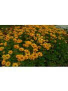 Érdeslevelű napszemvirág / HELIOPSIS helianthoides var. scabra 'Prima Ballerina'