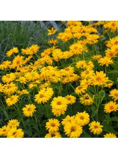   Érdeslevelű napszemvirág / HELIOPSIS helianthoides var. scabra 'Sommersonne'