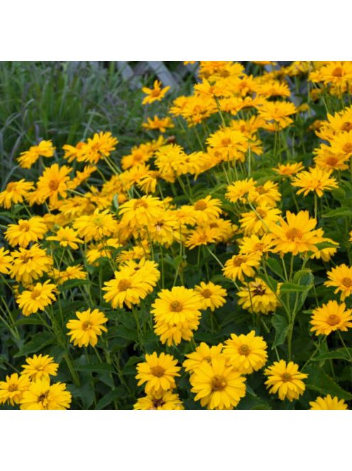 Érdeslevelű napszemvirág / HELIOPSIS helianthoides var. scabra 'Sommersonne'