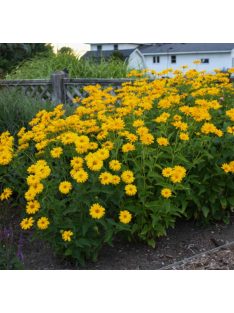   Érdeslevelű napszemvirág / HELIOPSIS helianthoides var. scabra 'Sommersonne'