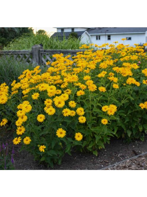 Érdeslevelű napszemvirág / HELIOPSIS helianthoides var. scabra 'Sommersonne'