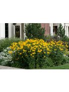 Érdeslevelű napszemvirág / HELIOPSIS helianthoides var. scabra 'Sommersonne'