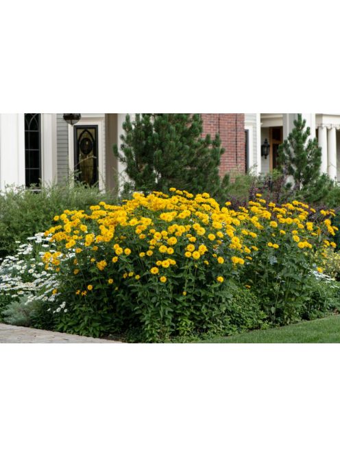 Érdeslevelű napszemvirág / HELIOPSIS helianthoides var. scabra 'Sommersonne'