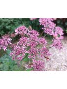 Medvetalp / HERACLEUM sphondylium 'Pink Cloud'