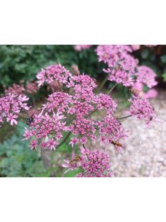 Medvetalp / HERACLEUM sphondylium 'Pink Cloud'