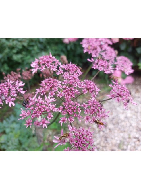 Medvetalp / HERACLEUM sphondylium 'Pink Cloud'