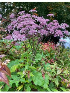 Medvetalp / HERACLEUM sphondylium 'Pink Cloud'
