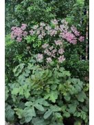 Medvetalp / HERACLEUM sphondylium 'Pink Cloud'