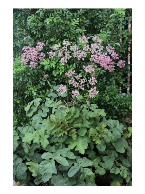 Medvetalp / HERACLEUM sphondylium 'Pink Cloud'