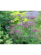Medvetalp / HERACLEUM sphondylium 'Pink Cloud'