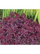 Tűzgyöngyvirág / HEUCHERA americana 'Melting Fire'