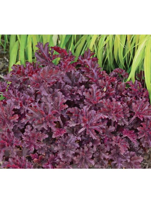 Tűzgyöngyvirág / HEUCHERA americana 'Melting Fire'