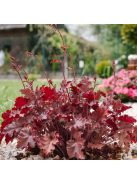 Tűzgyöngyvirág / HEUCHERA americana 'Melting Fire'