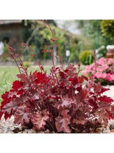   Tűzgyöngyvirág / HEUCHERA americana 'Melting Fire'