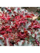 Tűzgyöngyvirág / HEUCHERA americana 'Melting Fire'
