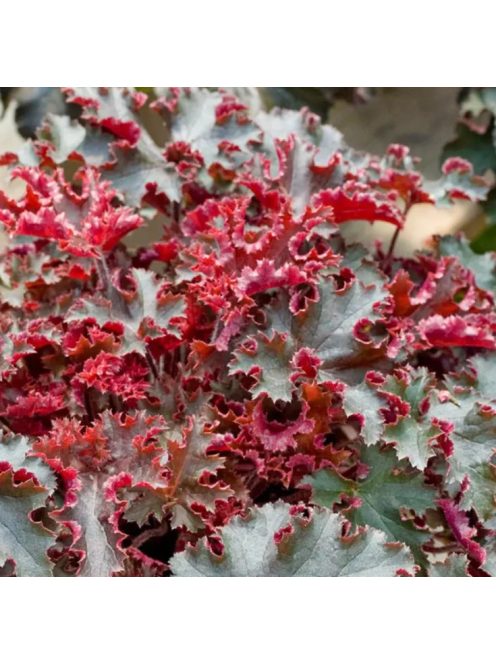 Tűzgyöngyvirág / HEUCHERA americana 'Melting Fire'