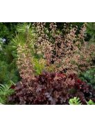 Tűzgyöngyvirág / HEUCHERA americana 'Melting Fire'