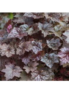   Tűzgyöngyvirág / HEUCHERA americana 'Palace Purple Select'