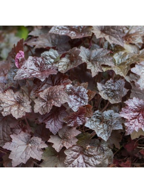 Tűzgyöngyvirág / HEUCHERA americana 'Palace Purple Select'