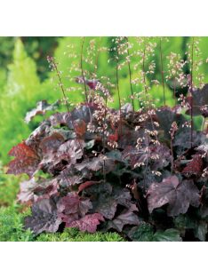   Tűzgyöngyvirág / HEUCHERA americana 'Palace Purple Select'