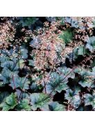 Tűzgyöngyvirág / HEUCHERA americana 'Palace Purple Select'