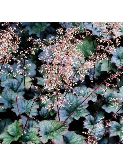 Tűzgyöngyvirág / HEUCHERA americana 'Palace Purple Select'