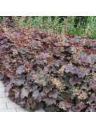Tűzgyöngyvirág / HEUCHERA americana 'Palace Purple Select'